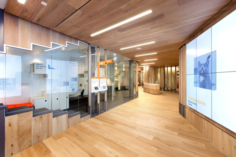 動物收養中心的新辦公室設計